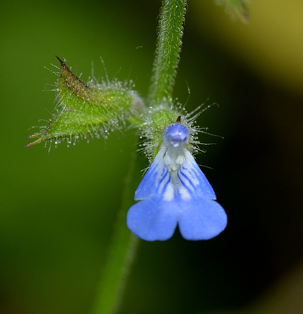 Salvia misella